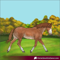 Horse Color:Chestnut  and Chestnut 