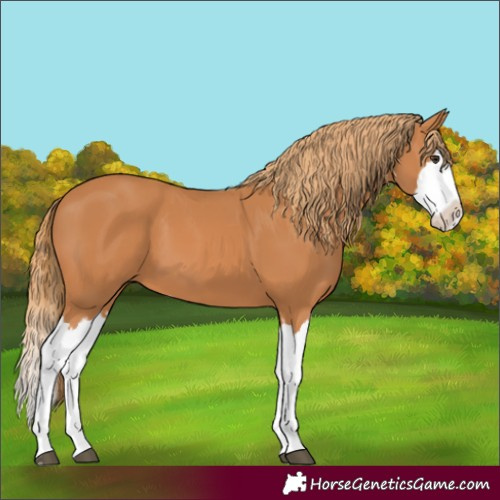 Horse Color:Chestnut Splash