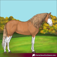 Horse Color:Chestnut Splash 