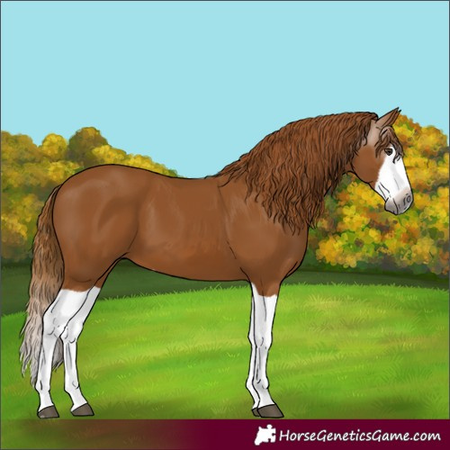 Horse Color:Gray Chestnut Splash