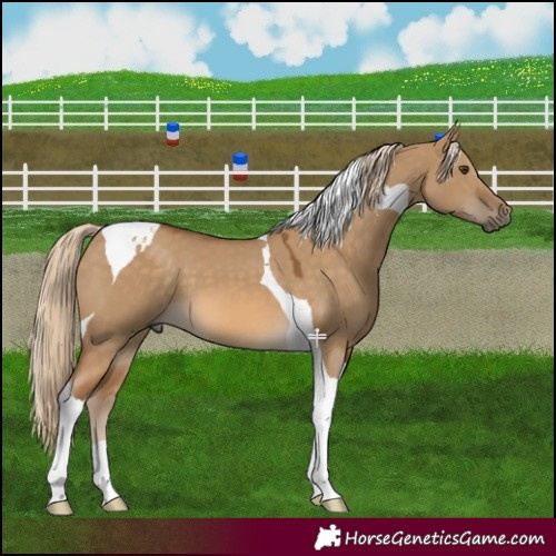 Horse Color:Chocolate Palomino Dun Tobiano