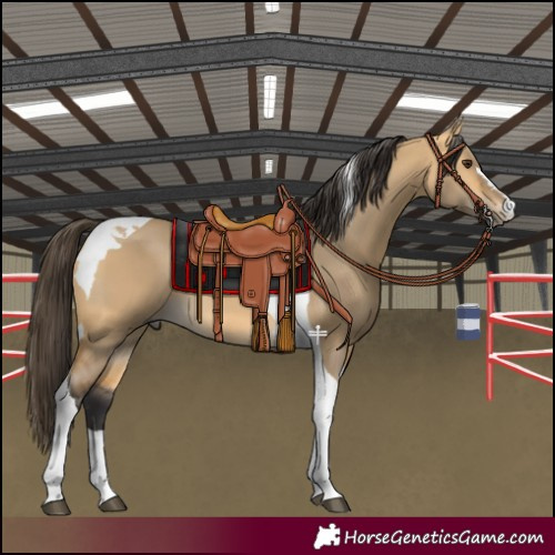 Horse Color:Buckskin Dun Tobiano