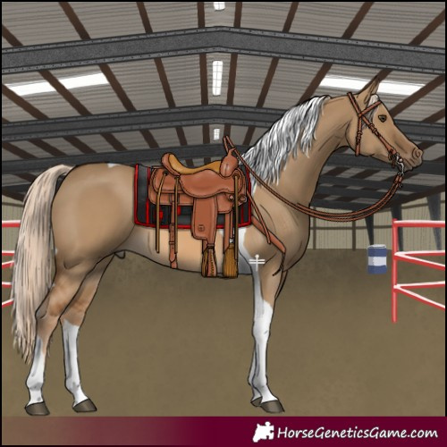 Horse Color:Chocolate Palomino Dun Tobiano 