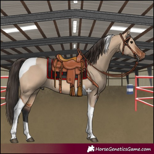 Horse Color:Bay Dun Tobiano 