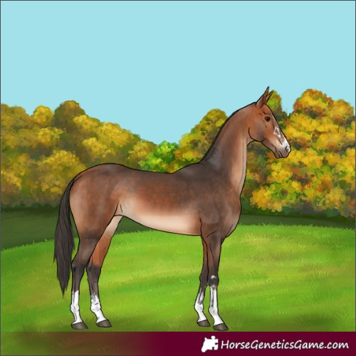 Horse Color:Bay and Bay