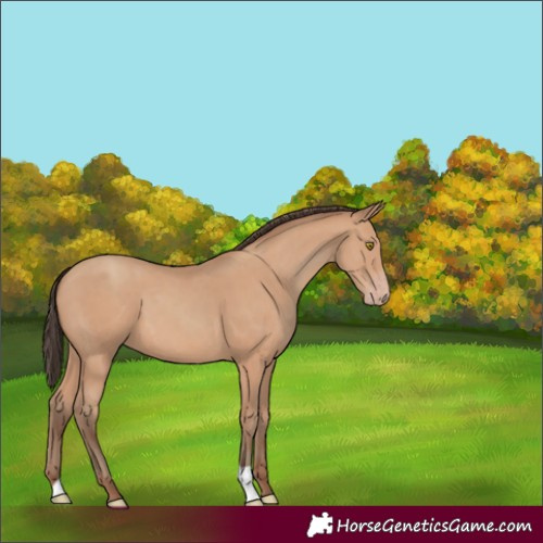Horse Color:Amber Champagne 