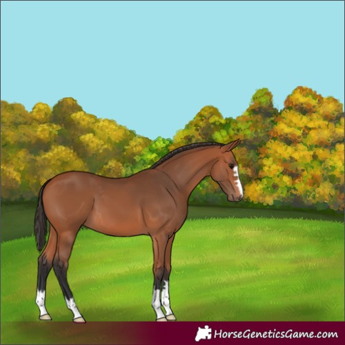 Horse Color:Bay 