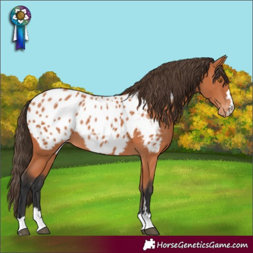 Horse Color:Bay Appaloosa