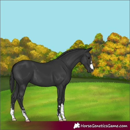 Horse Color:Black 