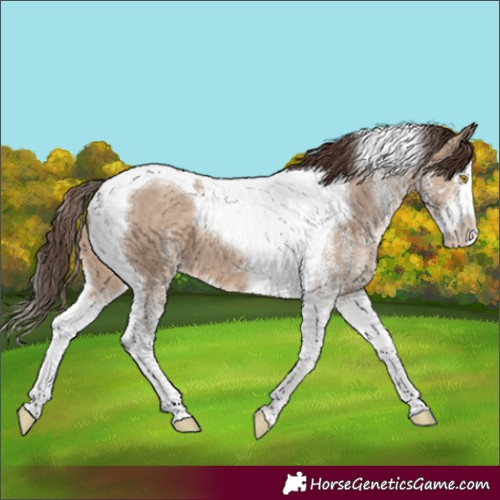 Horse Color:White Spotted Sable Champagne Dun Splash Tobiano Varnish 