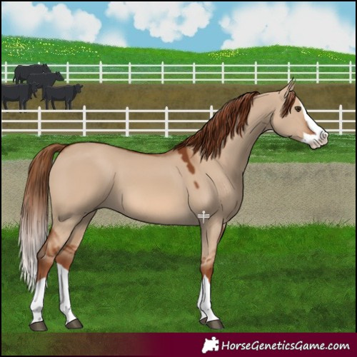 Horse Color:Red Dun Splash