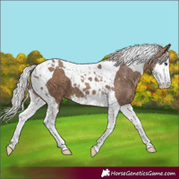 Horse Color:Silver Brown Dun Splash Tobiano