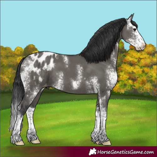 Horse Color:Grullo Sabino Splash Blanket