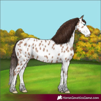 Horse Color:Classic Champagne Sabino Splash Near Leopard 