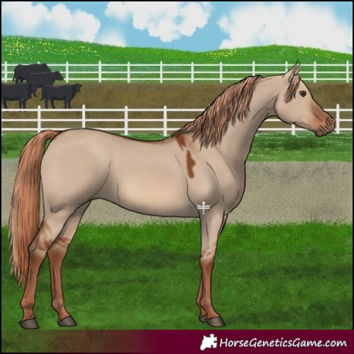 Horse Color:Red Dun