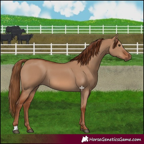 Horse Color:Red Dun 