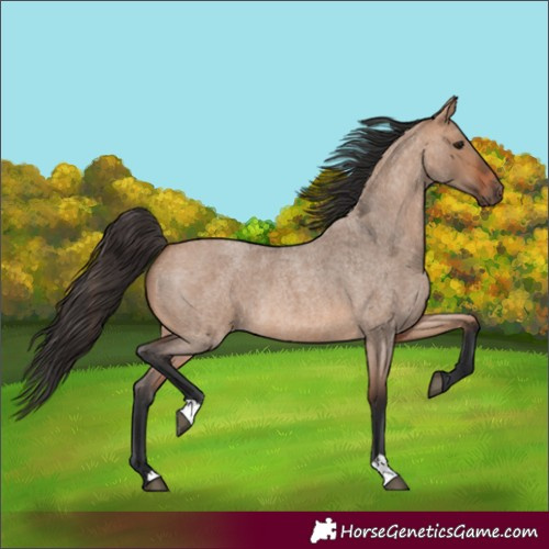 Horse Color:Bay Roan Dun 