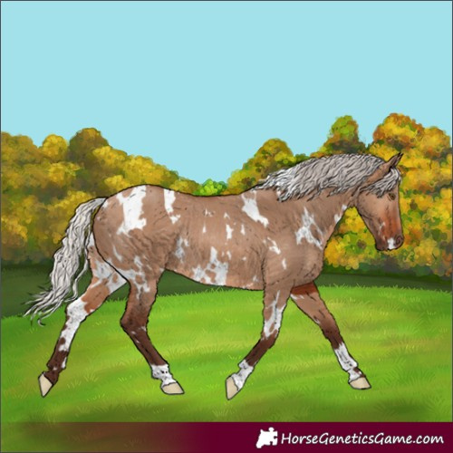 Horse Color:White Spotted Silver Brown Dun Rabicano 