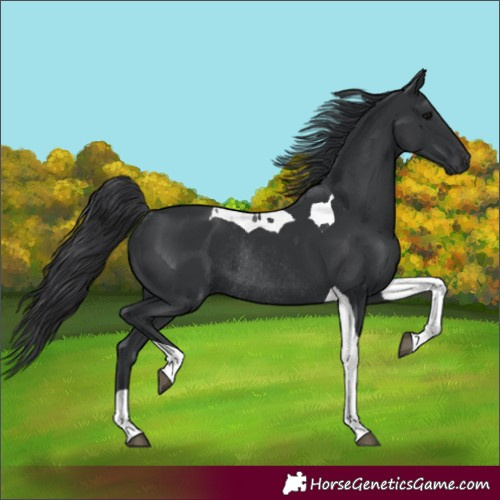 Horse Color:Black Tobiano Rabicano