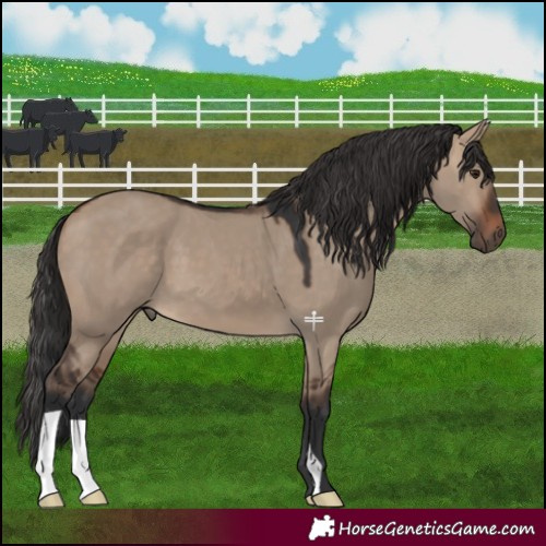 Horse Color:Brown Dun 