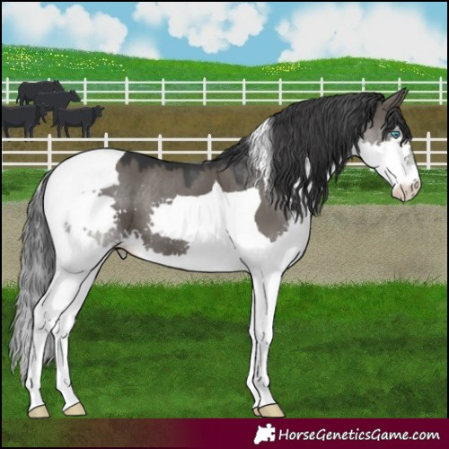 Horse Color:Grullo Splash Tobiano