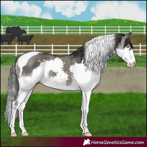 Horse Color:Grullo Splash Tobiano