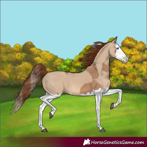 Horse Color:Red Dun Splash  and Red Dun Splash 