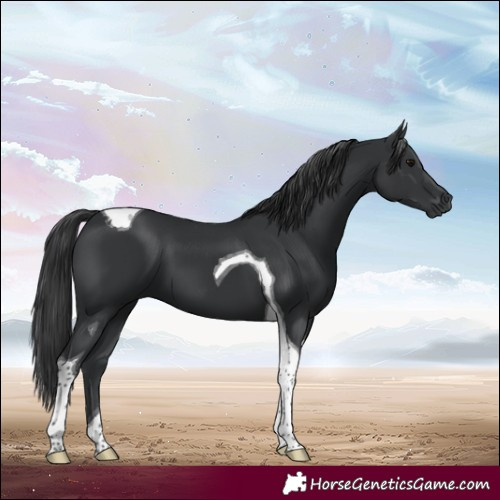 Horse Color:Black Tobiano 