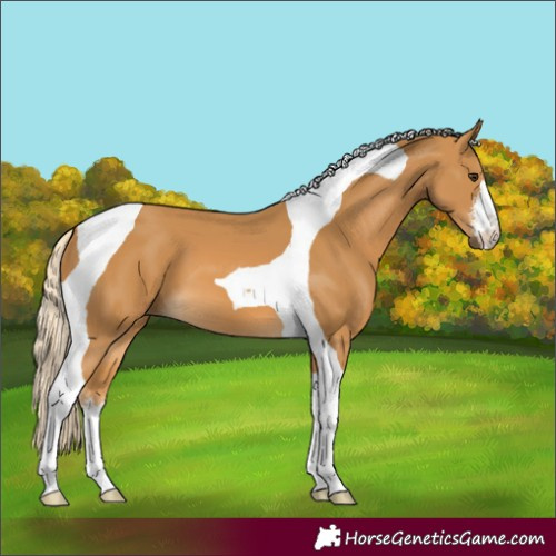 Horse Color:White Spotted Palomino Tobiano 
