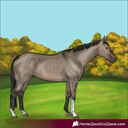 Horse Color:White Spotted Brown Dun Tobiano Rabicano 