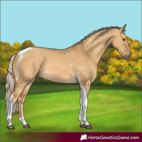 Horse Color:Palomino Dun Tobiano Rabicano