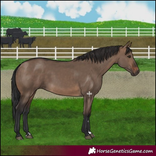 Horse Color:Brown Dun