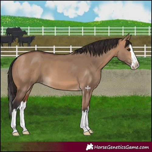 Horse Color:Bay Dun Splash