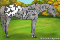 Horse Color:Smoky Black Appaloosa 