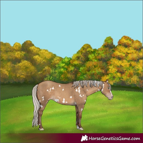 Horse Color:Gray White Spotted Silver Sable Champagne Dun Splash Frame