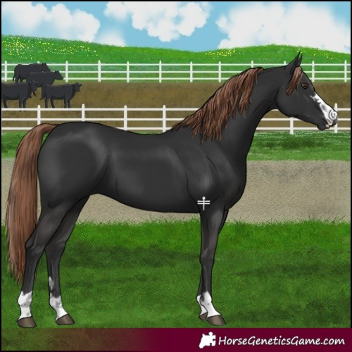 Horse Color:Liver Chestnut