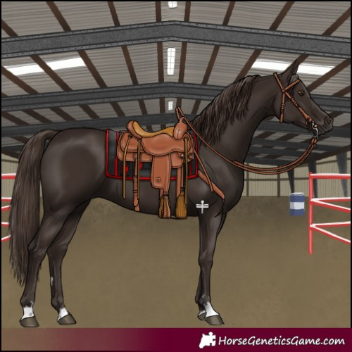 Horse Color:Liver Chestnut 