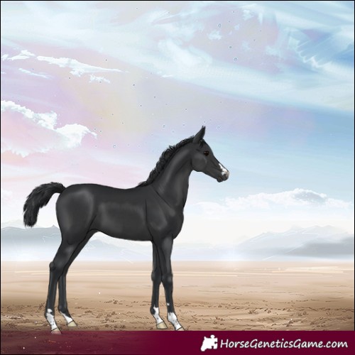 Horse Color:Black 