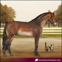 Horse Color:Bay and Bay Rabicano