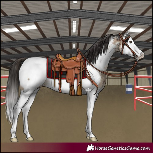 Horse Color:Liver Red Dun Splash Appaloosa Brindle 