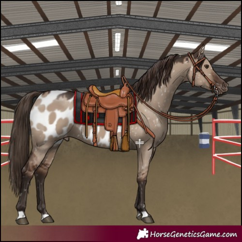 Horse Color:Liver Red Dun Blanket 
