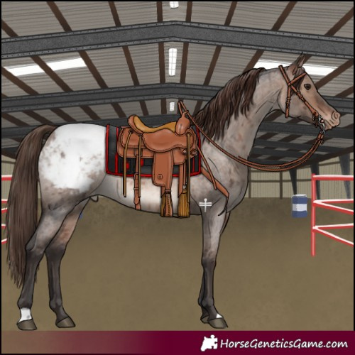 Horse Color:Bay Roan Dun Mushroom Snowcap Brindle
