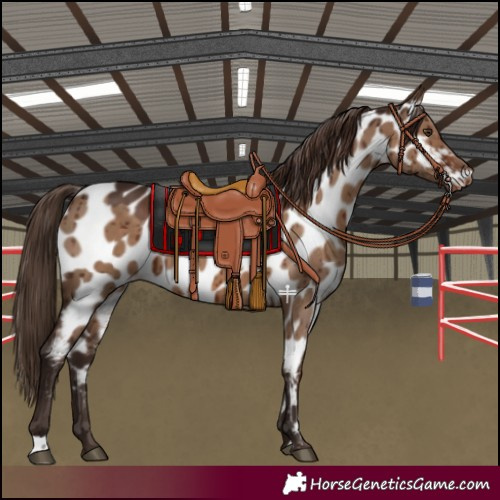 Horse Color:Liver Red Dun Appaloosa Brindle