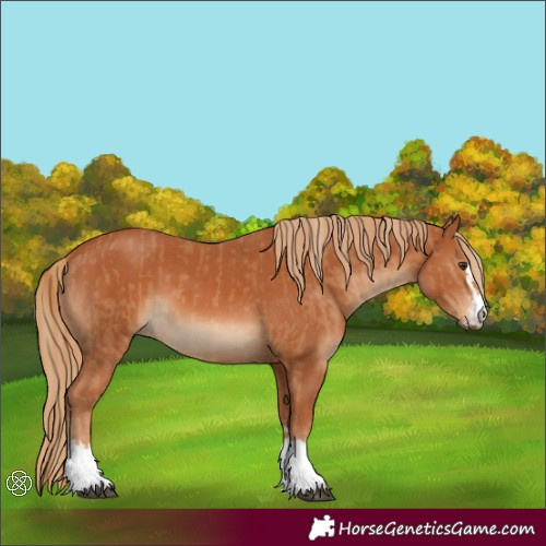 Horse Color:Chestnut  and Chestnut 
