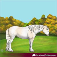 Horse Color:White Spotted Gold Cream Champagne 