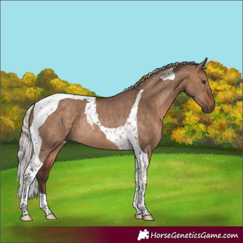 Horse Color:Silver Brown Dun Tobiano Rabicano 