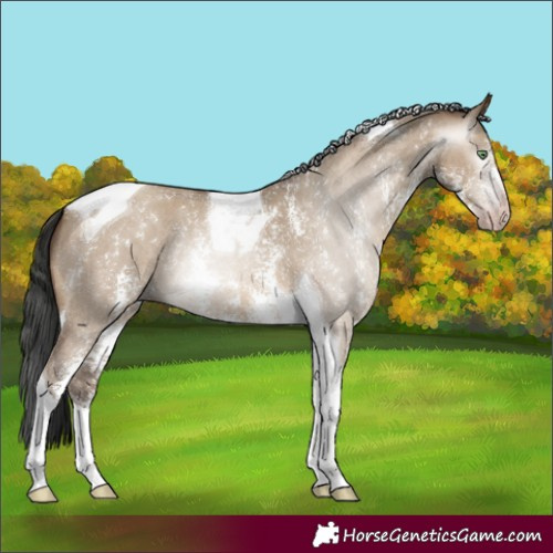 Horse Color:Gray Amber Champagne Dun Sabino Tobiano 