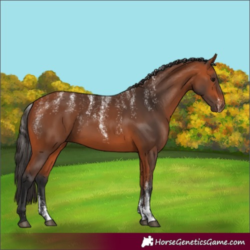 Horse Color:Powder White Bay