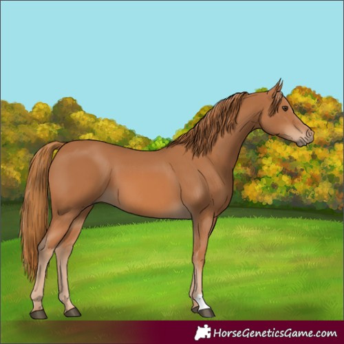Horse Color:Chestnut 