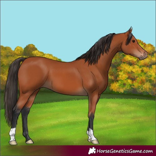 Horse Color:Bay 